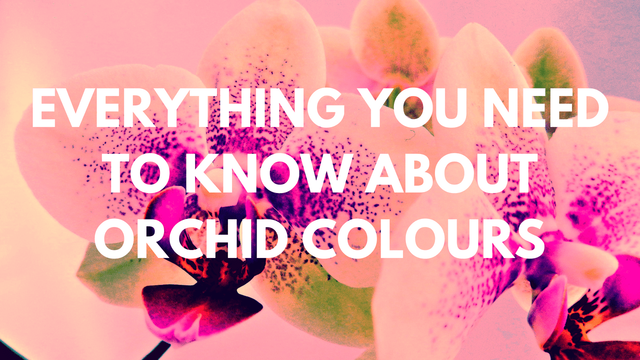 Orchid colours title card