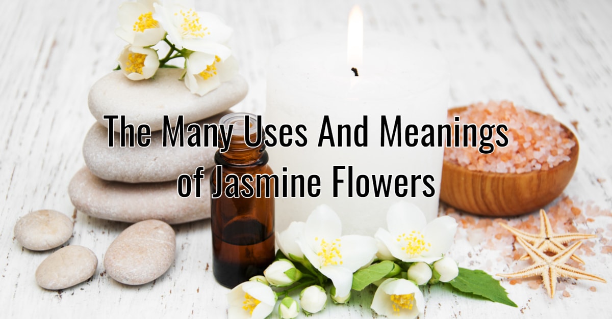 Jasmine flowers title card