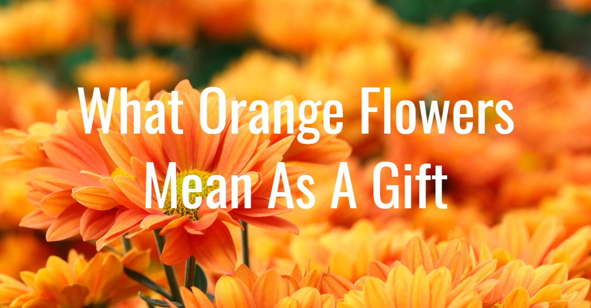 Orange flowers title card
