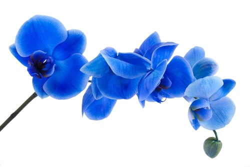 orchidée bleue sur fond blanc