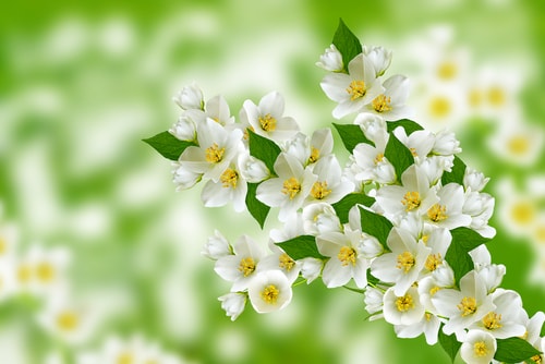 magnifique plante de jasmin blanc