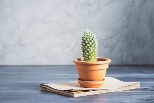 Small cactus on table