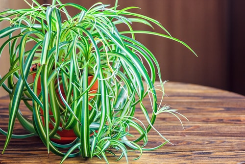 spider plant on a table