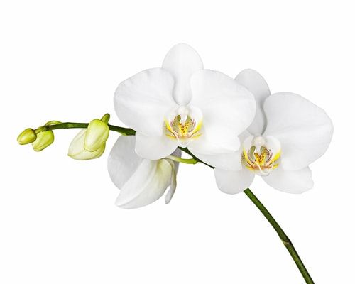 orchidée blanche sur fond blanc