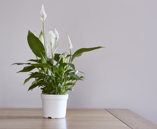 white peace lily on table