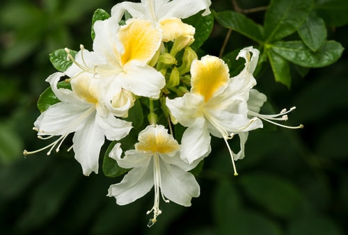 Flores blancas de madreselva