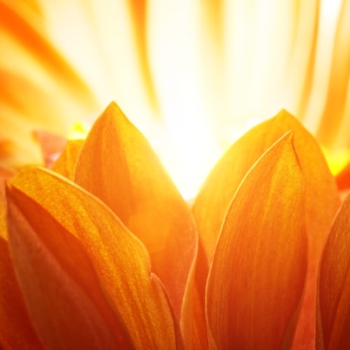 fleurs orange couleur soleil