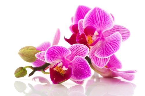 Pink orchid white background