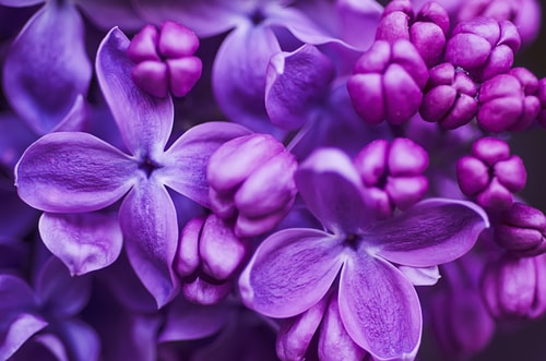 sélection de fleurs violettes