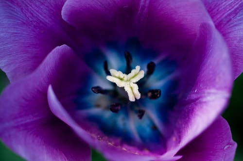 Zoom sur une tulipe mauve