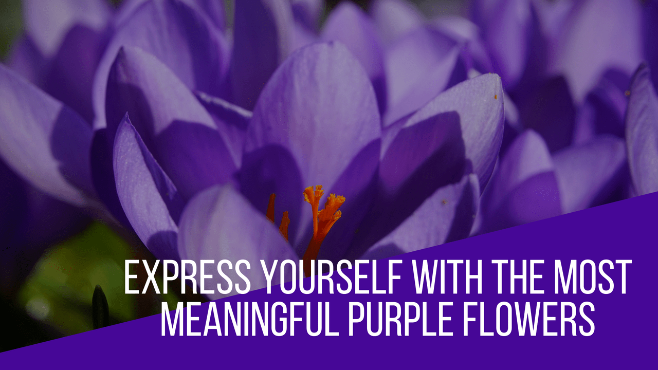 Purple flower meaning blog