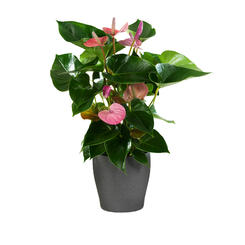 pink anthurium plant