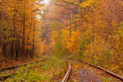 autumnal trees and railway track