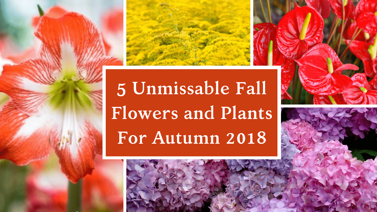fall flowers trends title