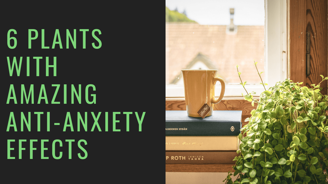 anti-anxiety plants title