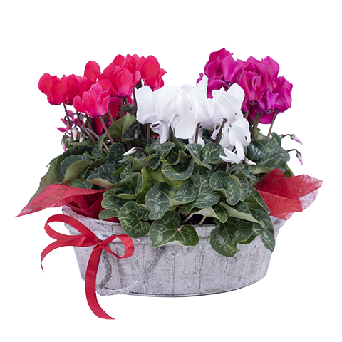 Red white and pink cyclamen plant in a basket