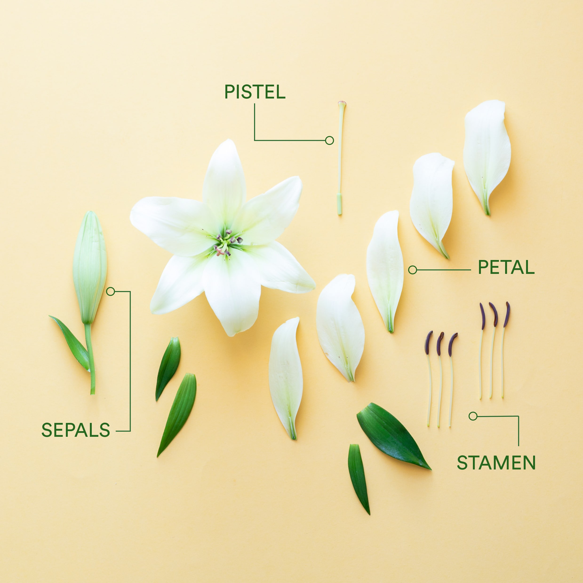 Diagram of parts of a flower