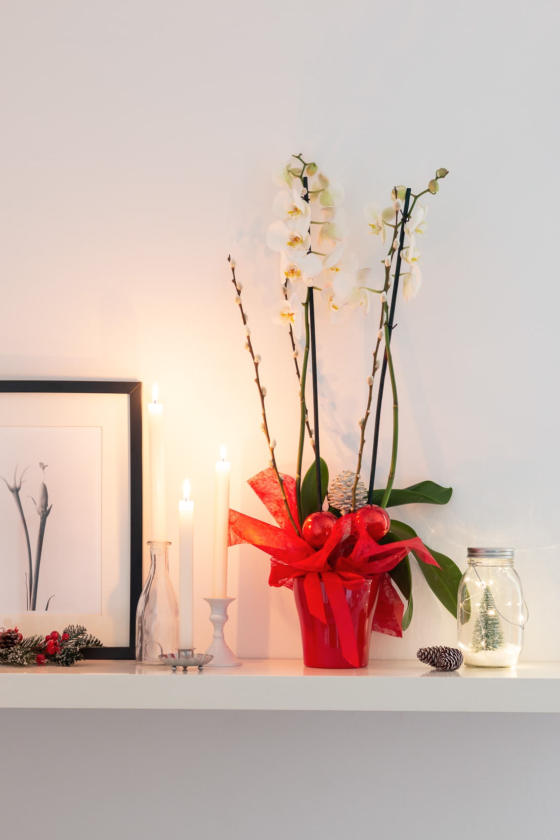white orchid with decorations called Comet