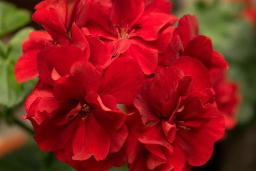 closeup of a red geranium