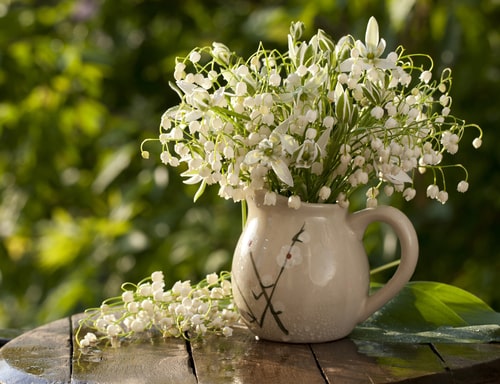 Lily of the valley sunlit in a jug