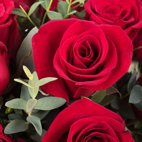 Closeup red roses