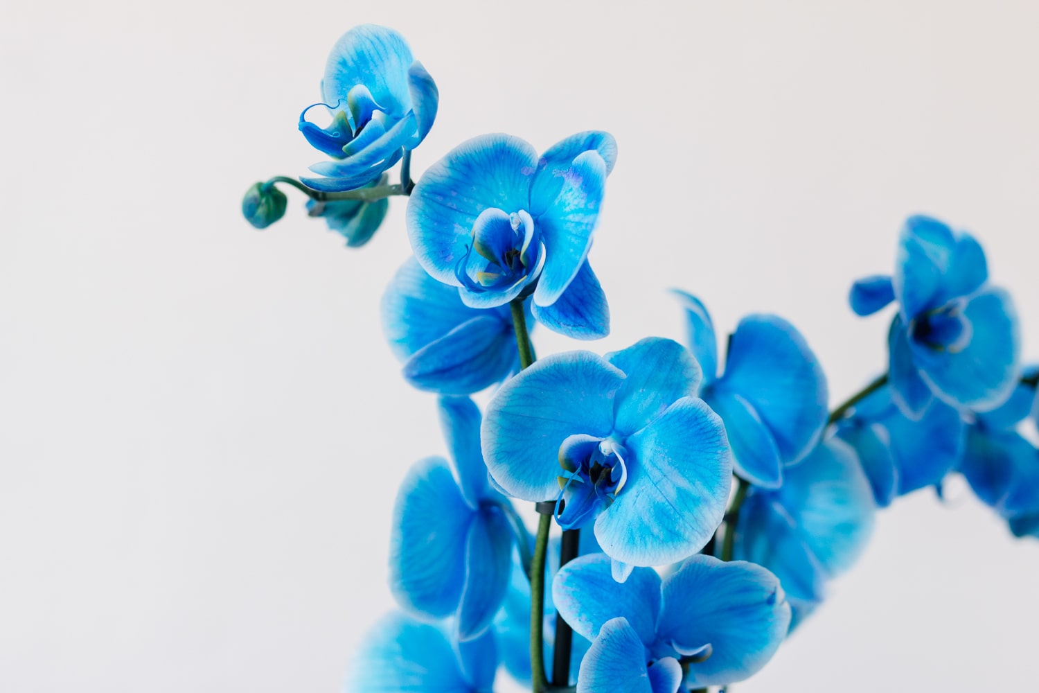 Blue orchid flowers