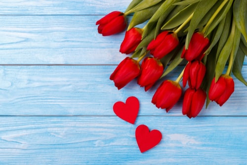 red tulips on a blue wooden background