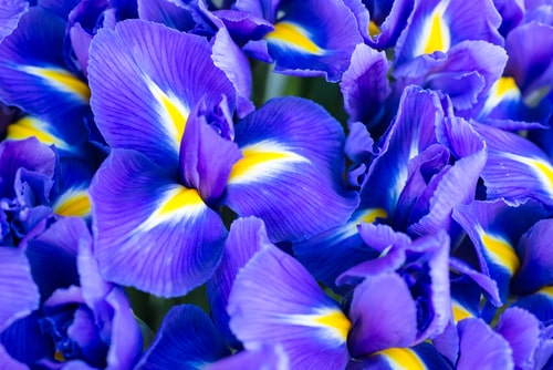 purple and yellow irises