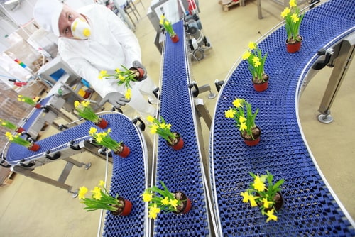 Daffodils on a conveyor belt factory