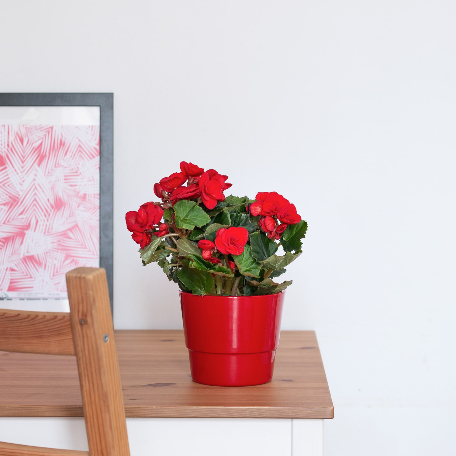 red potted begonia