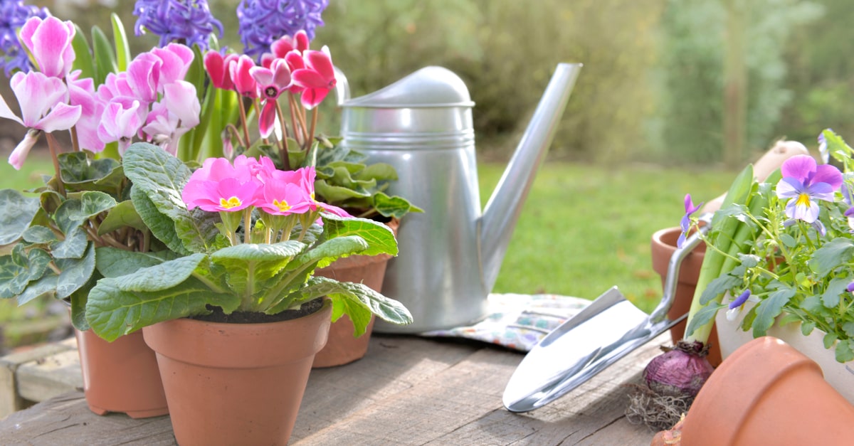 spring flower pots and watering can