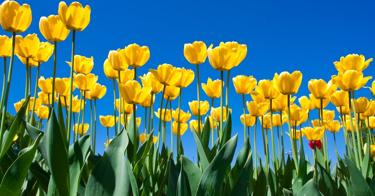 yellow tulips in field