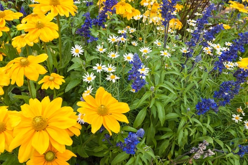 Summer perennial flowerbed