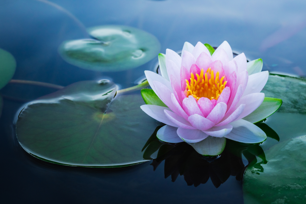 Lotus Flower Care » FloraQueen EN