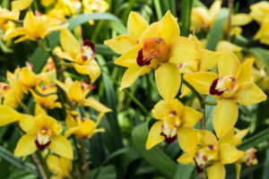 shutterstock 1046751133 FloraQueen EN The Mighty Orchid Flower