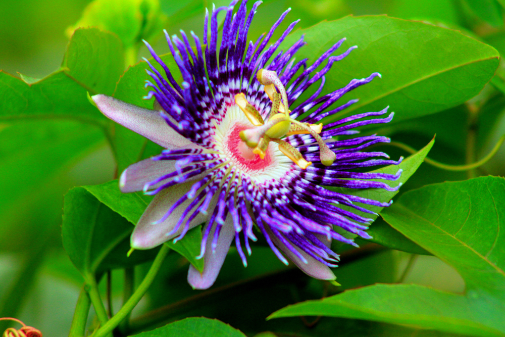 shutterstock 1110283463 FloraQueen EN Get to Know the Passion Flower