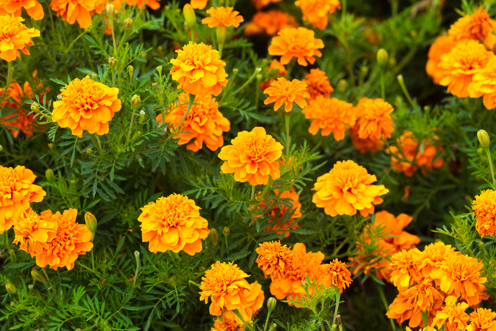 shutterstock 113606848 FloraQueen EN Marigold Flower - The Complete Guide