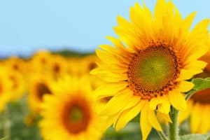 shutterstock 1143037052 FloraQueen The Lifecycle of the Sunflower
