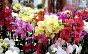 shutterstock 1147671866 FloraQueen How Colored Orchids Are Made