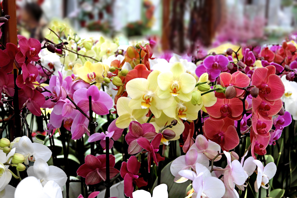 shutterstock 1147671866 FloraQueen EN How Colored Orchids Are Made