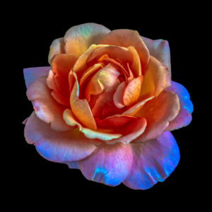 shutterstock 1183244434 FloraQueen EN Flower Color Meanings