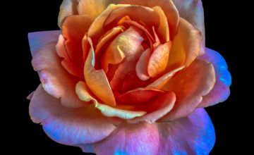 shutterstock 1183244434 FloraQueen Flower Color Meanings