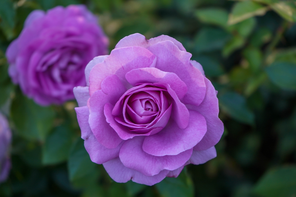 shutterstock 1206525748 FloraQueen EN Purple Roses vs. Lavender Roses: History and Meaning