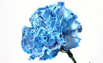 shutterstock 13058575 FloraQueen Blue Carnations Meaning: Interesting Facts about the Flower