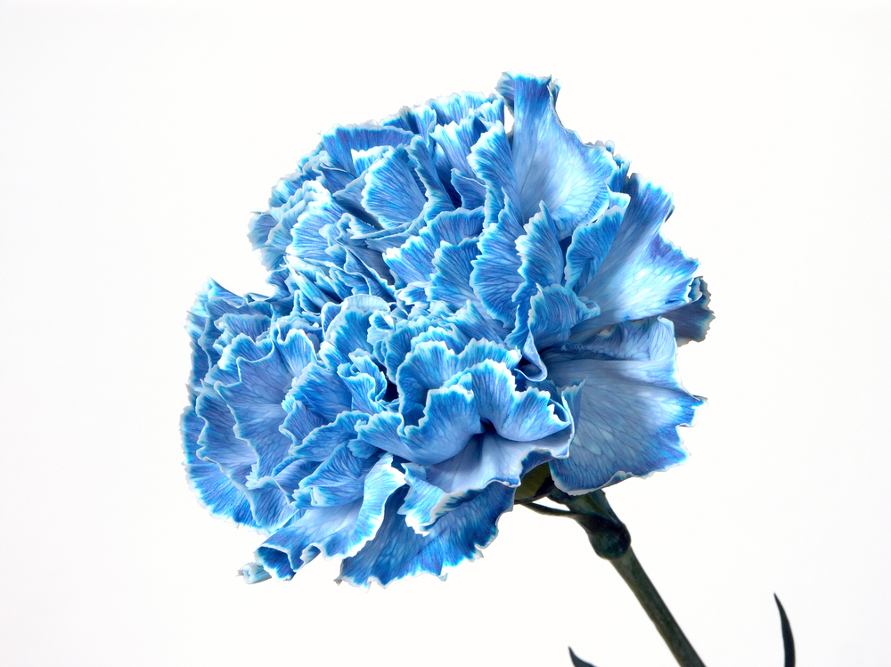 shutterstock 13058575 FloraQueen What Are Blue Carnations?