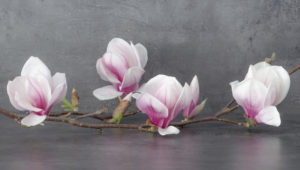shutterstock 1369877843 FloraQueen The Noble Magnolia Flower