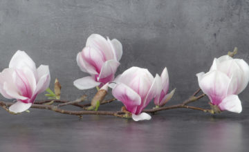 shutterstock 1369877843 FloraQueen The Noble Magnolia Flower