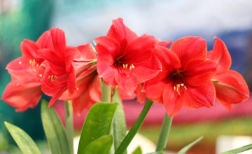 shutterstock 138648737 FloraQueen Amaryllis Flower
