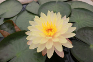 shutterstock 1619885356 FloraQueen EN The Enlightened Lotus Flower