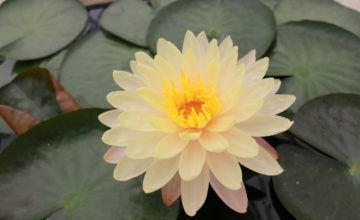 shutterstock 1619885356 FloraQueen The Enlightened Lotus Flower